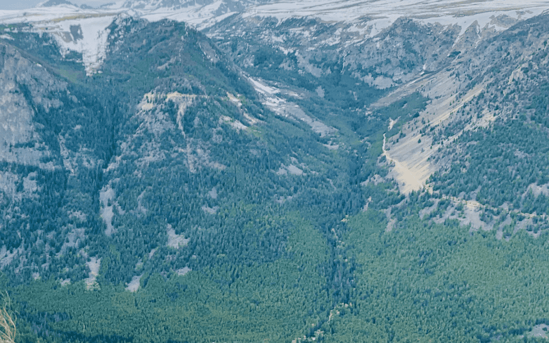 View from the top of Beartooth Pass in Montana with alpine trees and snowcapped mountains in the background