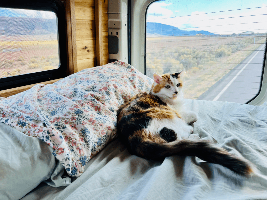 Our Beloved girl Calico cat Pitta on the Van Bed relaxing with van windows and beautiful scenery in the background