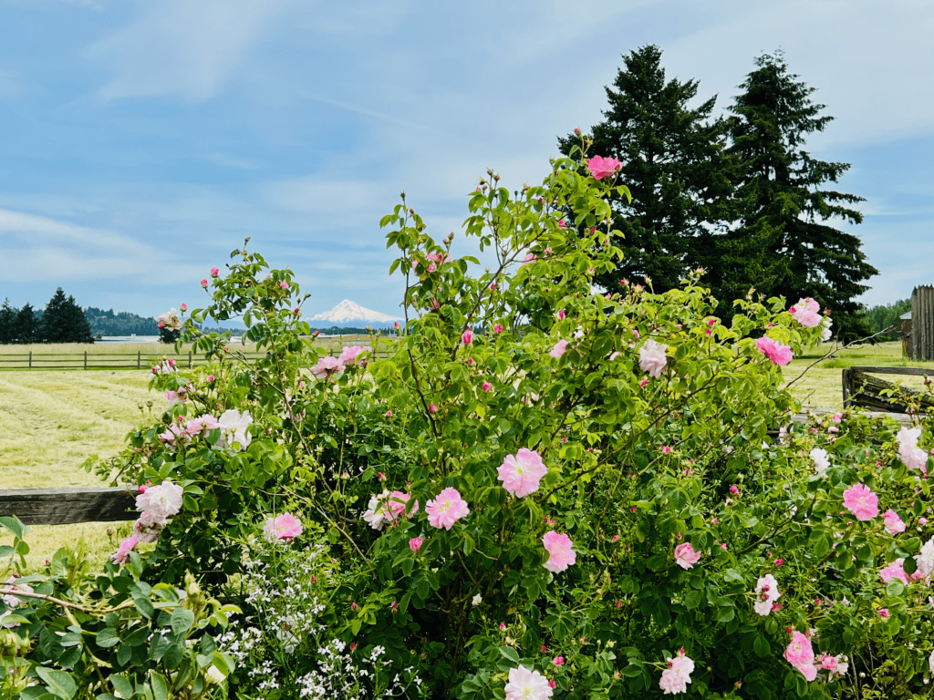 Bursting pink flowers and towering fir trees at Fort Vancouver with a incredible view of snow capped Mount Hood in the background