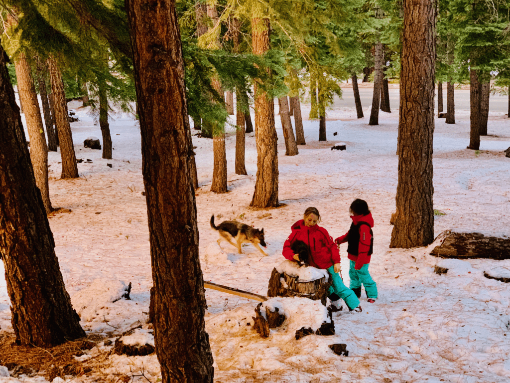 At Northstar ski resort with tuxedo cat and German Shepard and kids in Northstar Ski Team red jackets with towering pine and fir in the background