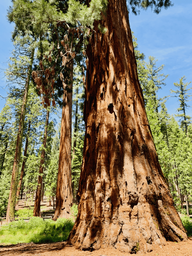 Giant Sequoia tree grove at Mariposa Grove Yosemite National Park