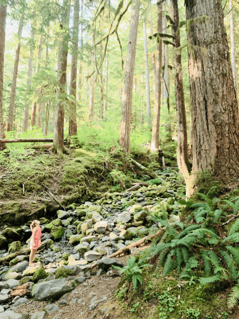 Child in Awe of the Ancient Tree Spirits in the great prolific Pacific Northwest with redwoods stones and sword fern in the background