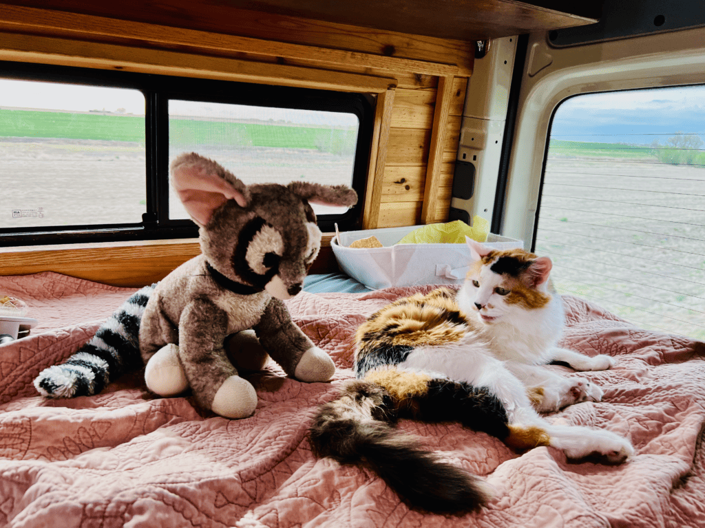 Are beautiful calico girl cat resting van bed in back with ringtail stuffie with Colorado scenery in the van window in the background