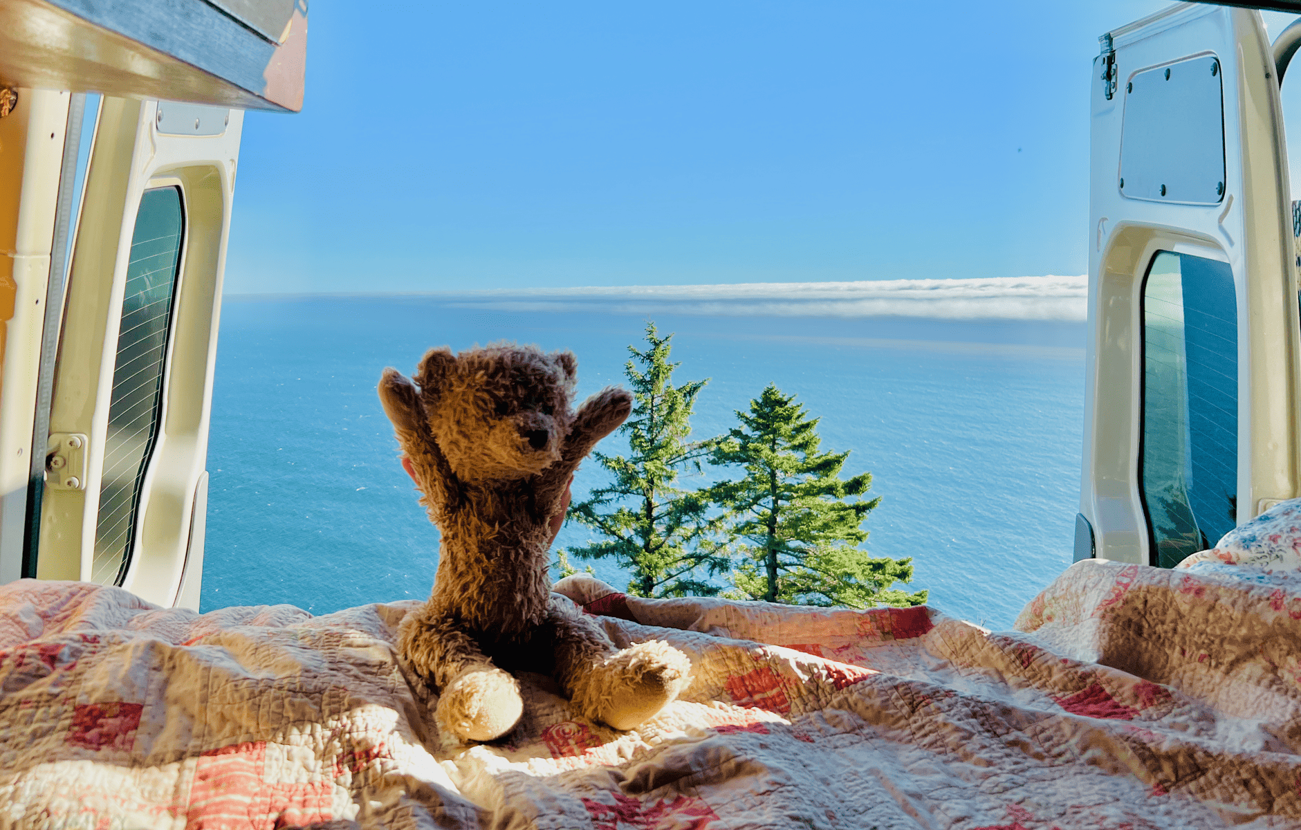 Coconut the Van Bear Van Life is the Best Life